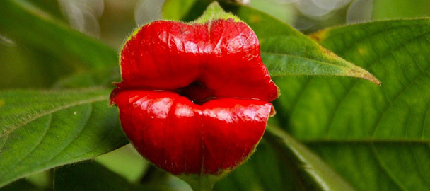 Il fiore a forma di bocca