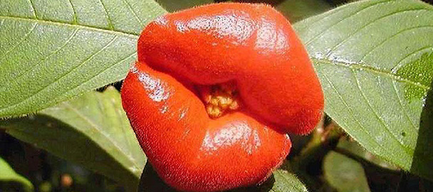 psychotria-elata-fiore-bacio