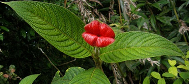 psychotria-elata